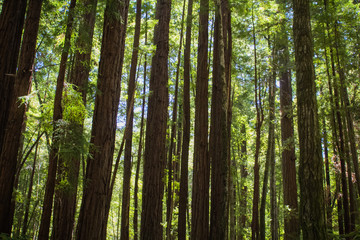 Fototapeta na wymiar Redwood trees in a forest in the Santa Cruz mountains in California