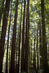 Redwood trees in a forest in the Santa Cruz mountains in California