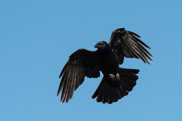 Obraz premium Carrion Crow, Crow, Corvus Corone