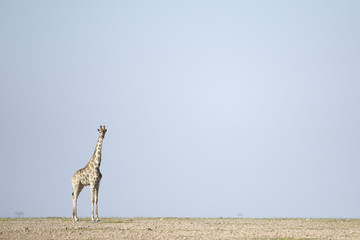 Lone giraffe on flat ground © 2630ben