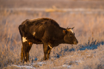 Grazing cow in winter