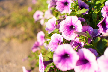 White Purple Pink Flower Selective Focus Blur Background