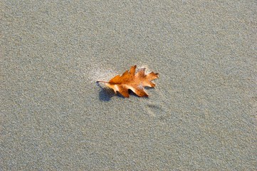 Single Leaf on the Beach 