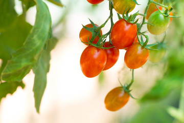 tomato growing in agricultural organic farm