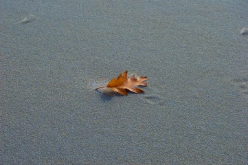 Single Leaf on the Beach 