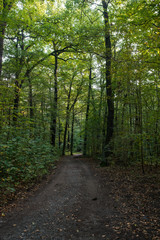 Fototapeta na wymiar Beautiful autumn forest mountain path