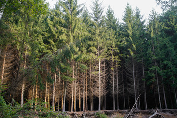 Beautiful autumn forest mountain path