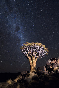 A tree on a rocky outcrop under the Milky Way