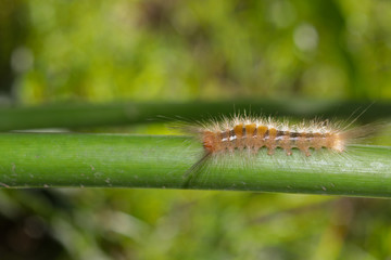 caterpillar