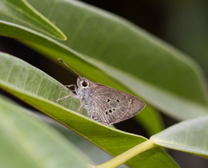 Butterfly grey