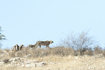 Naklejka premium Cheetah and cubs hunting