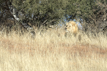 Lion in the Kalahari