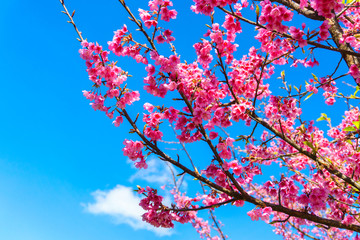 Close up branch of pink cherry blossom at Chiang Mai Thailand