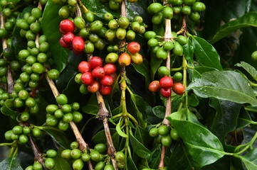Coffee beans ripening on a tree.