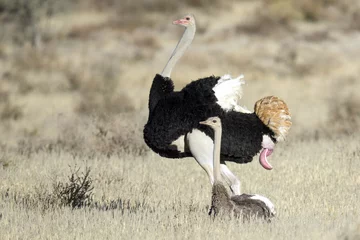 Crédence de cuisine en verre imprimé Autruche Ostrich pair mating