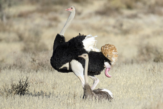 Ostrich pair mating