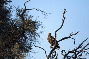 Tawny Eagle