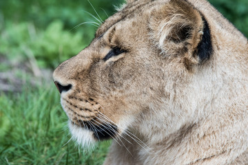 lioness laying on grass, close profile portrait
