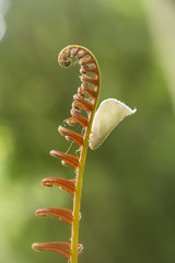 Closeup butterfly on red leaf