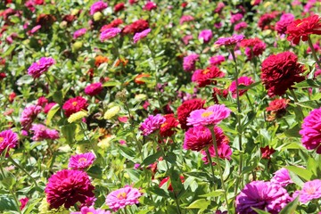 Filoli garden - pink flowers