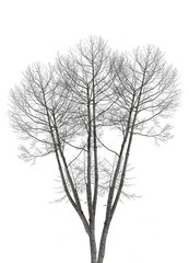 Fototapeta premium Dead tree isolated on white
