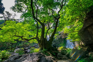 beautiful tropical rain forest and waterfall in deep forest