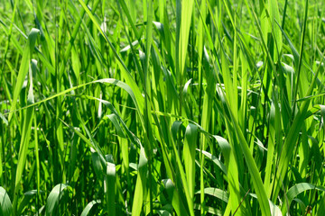 Long green grass in bright sunlight summer background.