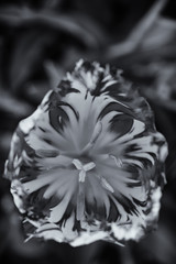 Beautiful black and white mottled tulip. Close-up, top view, vertical photo.