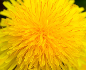 Bright yellow blooming dandelion close-up, spring background. Macro.