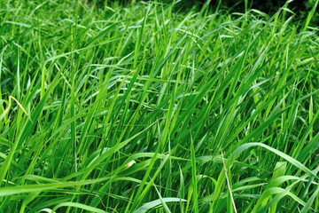 Bright long green grass summer background.
