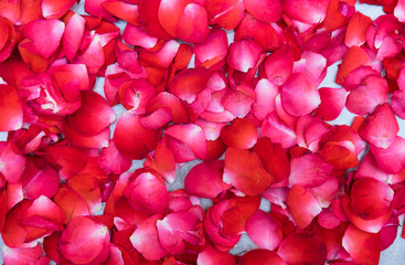 Red rose petals on white background