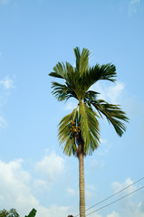 Betel palm.