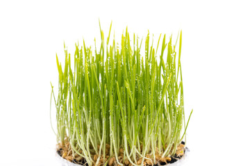 Green wheat on white background
