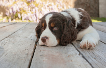 Springer spaniel puppy dog lays down on wood deck - Powered by Adobe