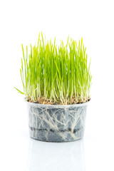 Green wheat on white background