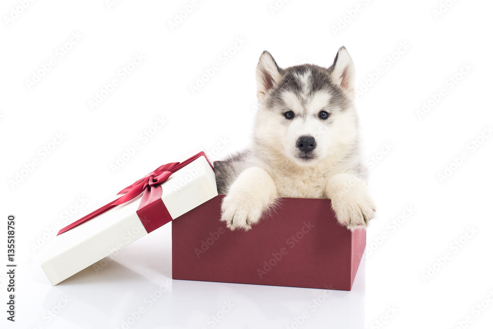 Wall mural siberian husky puppy sitting in a gift box