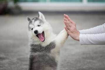 Puppy pressing his paw against a Girl hand