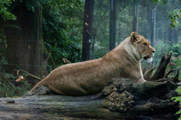 Naklejka na ściany i meble Lioness laying on a fallen tree, full body profile