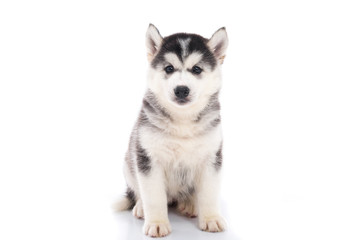 Naklejka na ściany i meble Cute siberian husky puppy sitting on white background