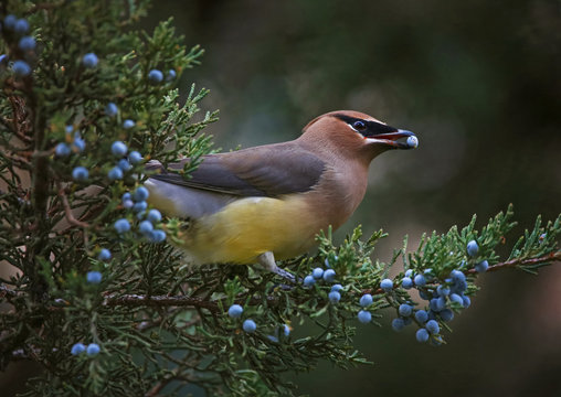 a cedar waxwing eating a blue berry off an evergreen tree in the