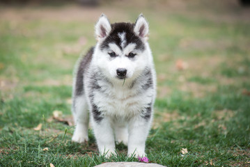 puppy on green grass