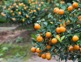 Kumquat, the symbol of Chinese lunar new year