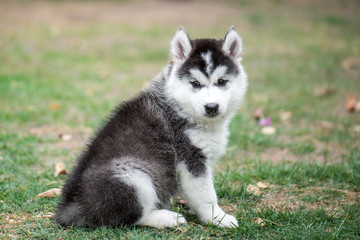 Obraz premium puppy on green grass