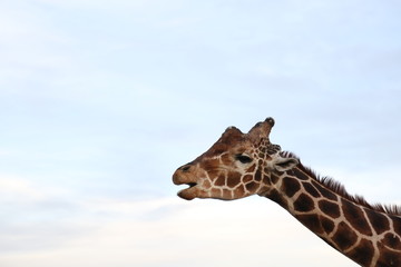 LA JIRAFA Y EL CIELO