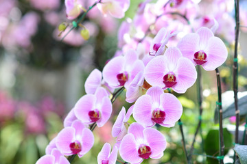Fototapeta na wymiar Purple orchids, Violet orchids. Orchid is queen of flowers. Orch