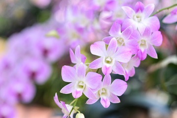 Purple orchids, Violet orchids. Orchid is queen of flowers. Orch