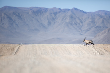 Oryx in Naukluft National Park