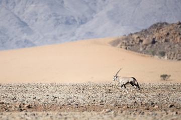 Oryx in Naukluft National Park