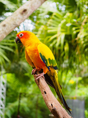 Sun Parakeet or Sun Conure, the beautiful yellow and orange parrot bird with nice feathers details at Songkhla Thailand