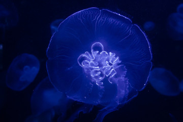 Illuminated jellywish against a dark blue background